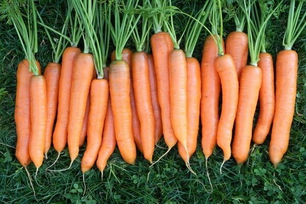 Early varieties of carrots