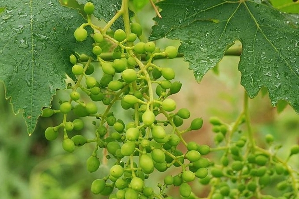 ovário de uvas