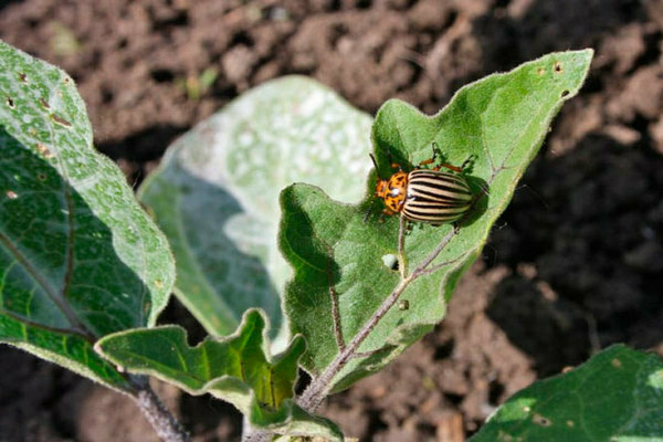 Beetle ng Colorado
