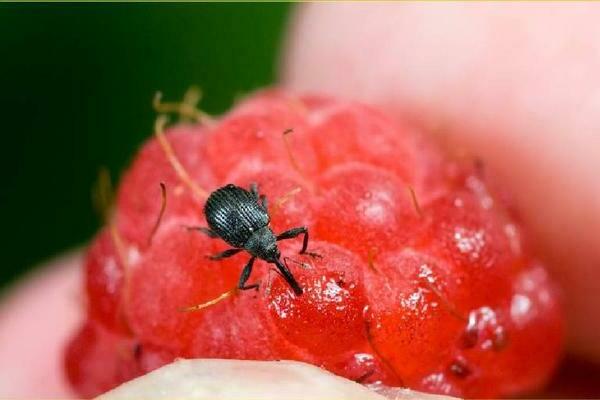 Raspberry pests: raspberry-strawberry weevil