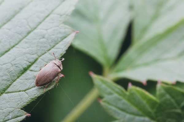Малинови вредители и контрол: малинов бръмбар