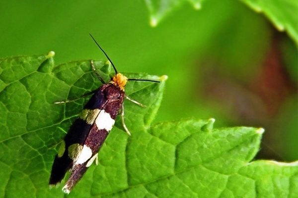 Raspberry pests: a description of the raspberry kidney moth