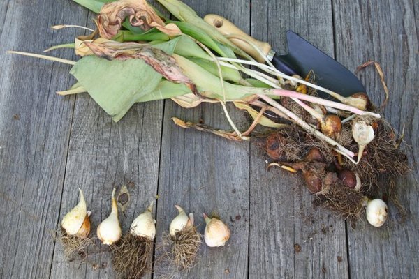 dates for digging tulips