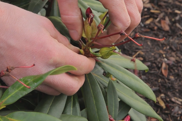 plante rhododendron i åpen mark