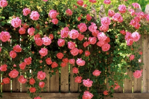 bunga ros kerinting