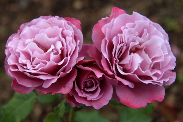 curly roses