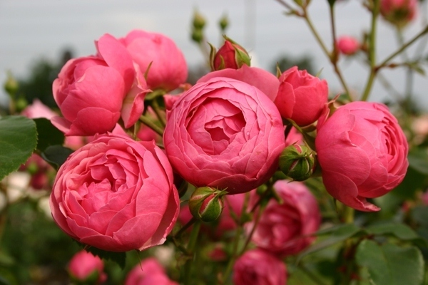 rozkvetlé kudrnaté růže