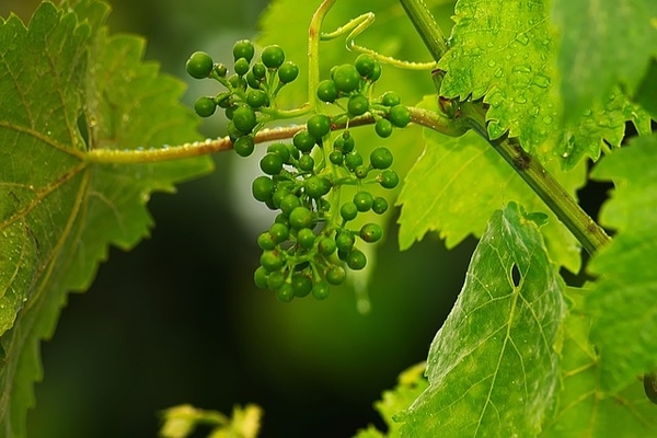 ovar de struguri