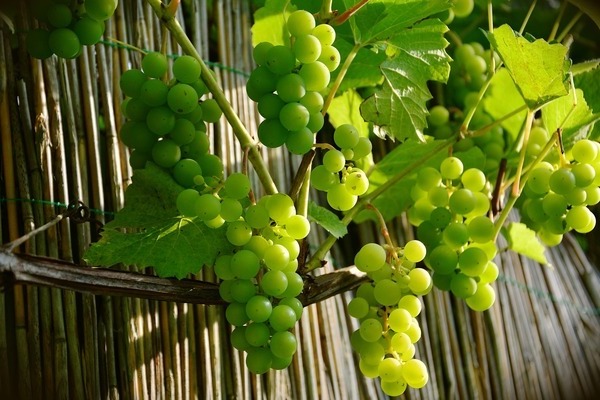 photo raisins verts
