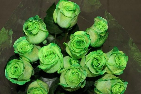 green rose flower