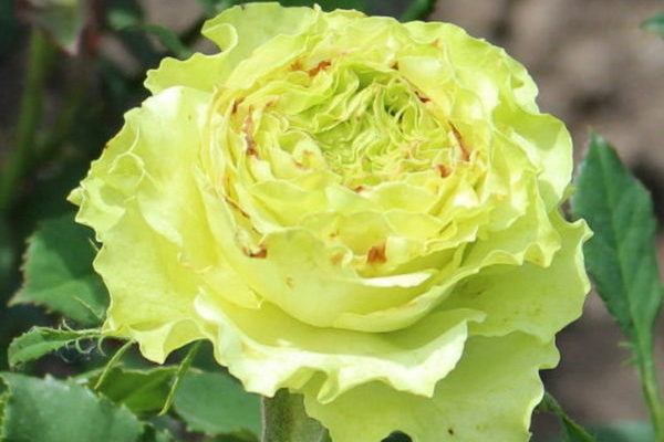 снимка на зелени рози