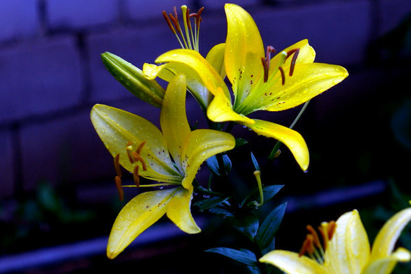 Yellow lilies: varieties