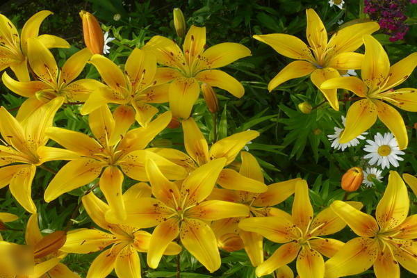 Жълти лилии: разнообразие от сортове