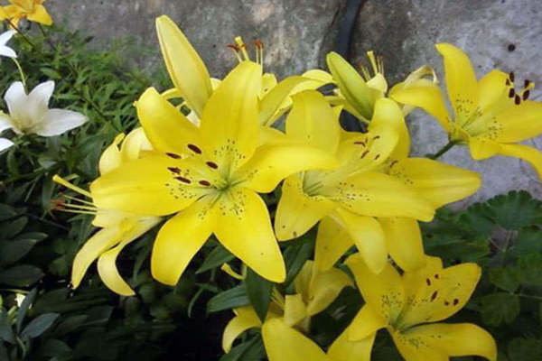 Yellow lilies: variety of varieties