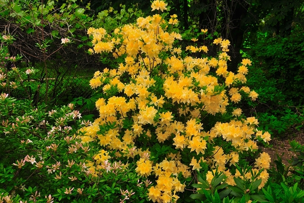 rhododendron photo