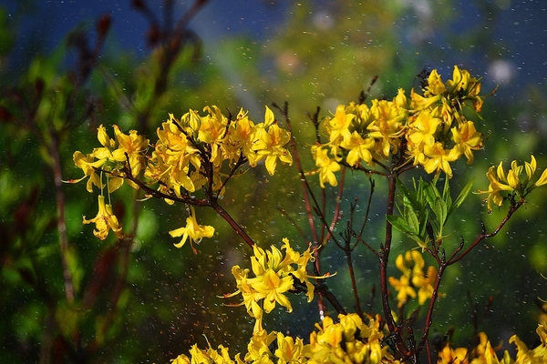 jaune rhododendron