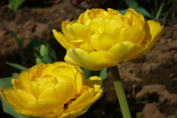 Tulipes éponge