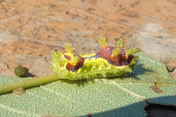 caterpillars on currants