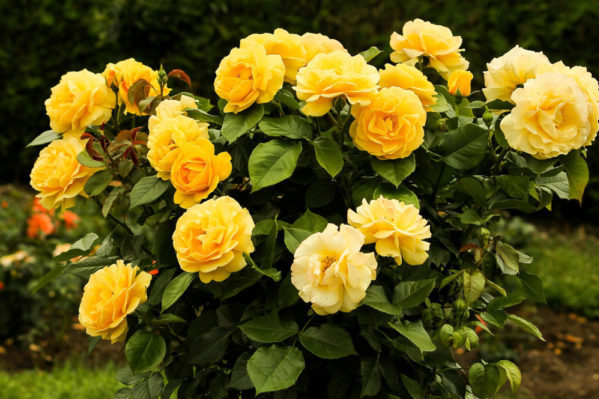 varieties of yellow roses