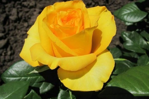 variétés de roses jaunes