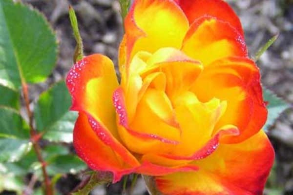 bunga ros kuning