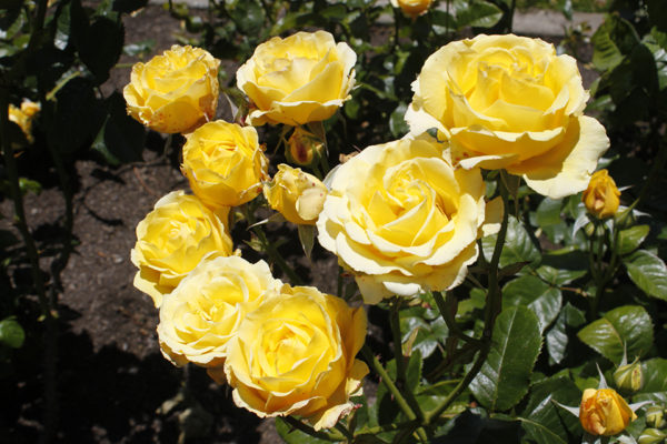 photo de roses jaunes