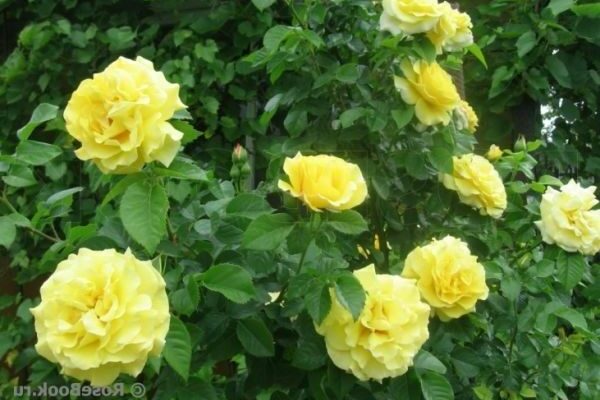 žlté ruže
