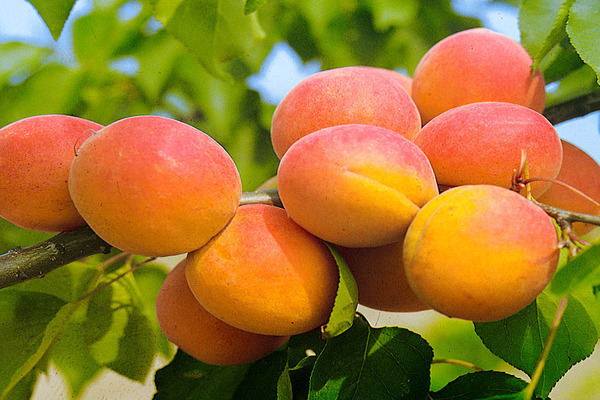 early apricot
