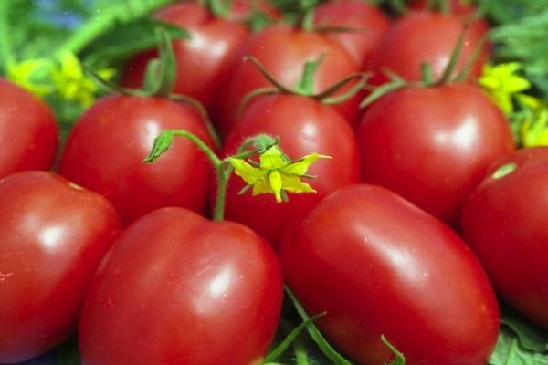 tomato varieties