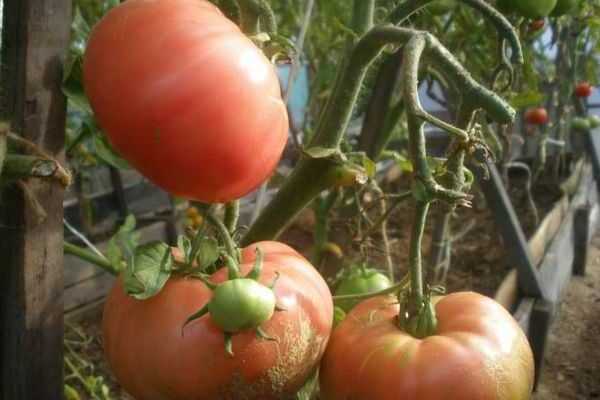 høye varianter av tomater