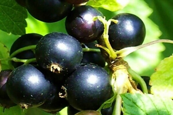 black currant varieties