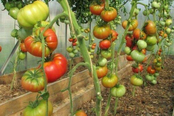 aukštų pomidorų veislių