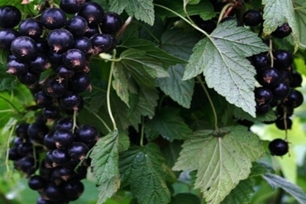 black currant varieties