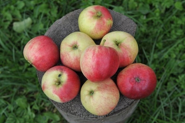 opis odrody jabloňového afroditu