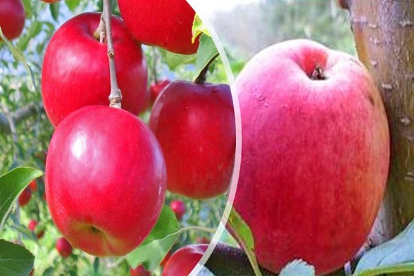 variété de pomme aphrodite