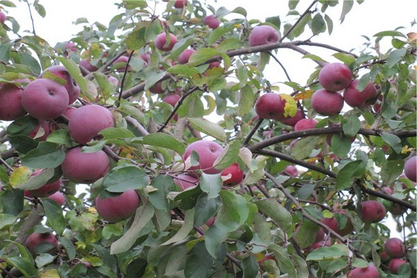 ulasan pokok epal alesya