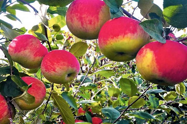 hit parade of apple varieties