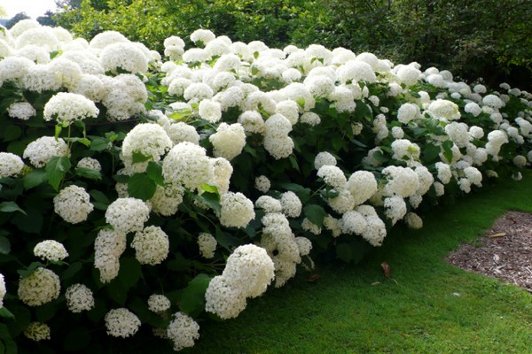 hortensia soorten