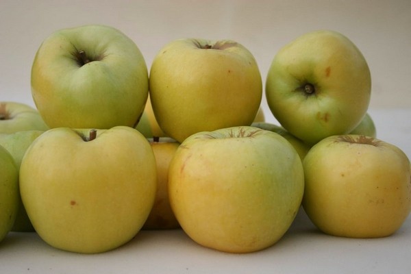 apples antonovka