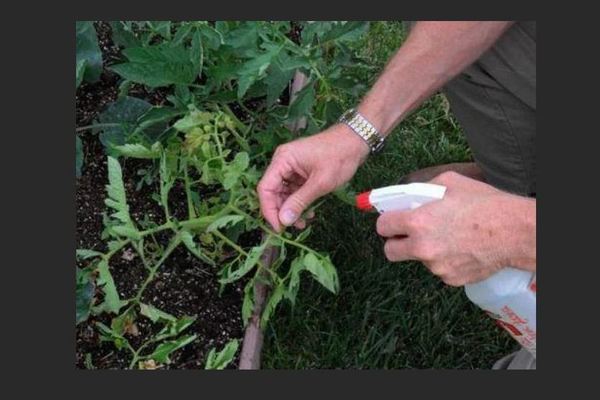 Behandeling met tomatenbacteriën