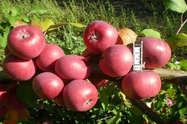 Bayan-Apfelbaum Beschreibung der Sorte