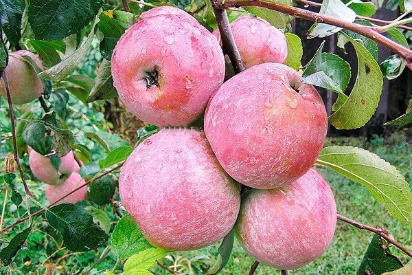 fotografija stabla jabuke bayan