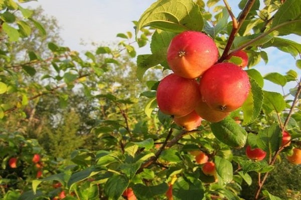 fotografija stabla jabuke bayan