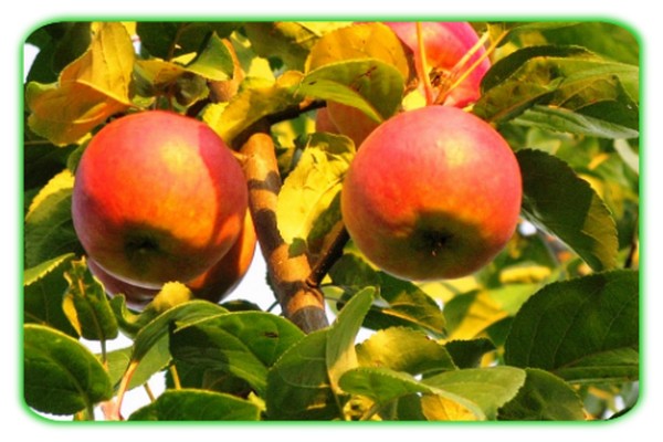 bayan apple tree description of the variety