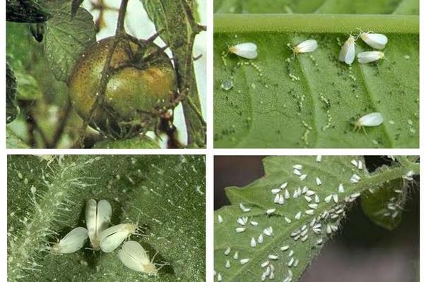 Whitefly on tomatoes control methods