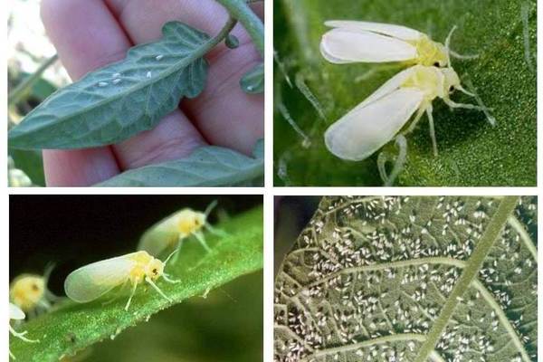 Hvordan bli kvitt whitefly på tomater