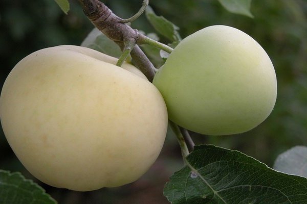 Biela nalievajúca sa jabloň, popis