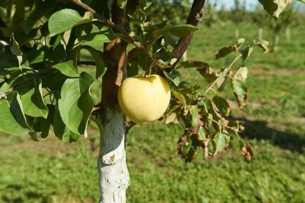 وصف شجرة التفاح الأبيض صب