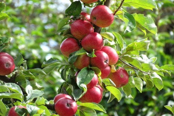 apple-tree berkutovskoe
