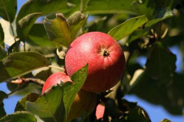 berkutovskaya apple tree photo